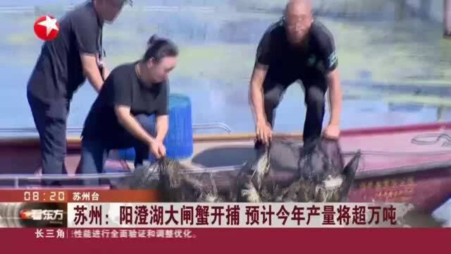 苏州:阳澄湖大闸蟹开捕 预计今年产量将超万吨