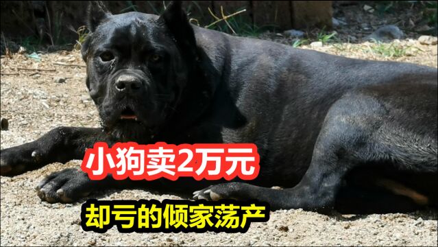 小狗卖2万元一只却亏的倾家荡产,这位犬舍老板经历值得生意人警醒