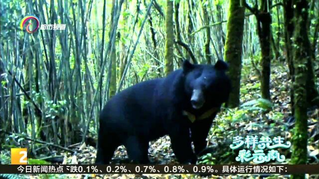 生物万象:“月亮熊”先生驾到