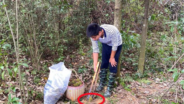 城里要卖15元一斤的南方榴莲,农村却多的没有人要,小伙捡了50斤