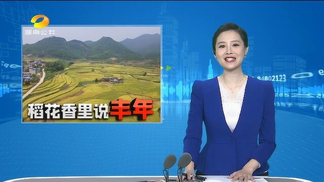 9万亩高档优质稻大丰收 溆浦村民增收啦、、 300亩深山猕猴桃熟了 快来祁东品美味 、、常德石门:石门橘子又红了