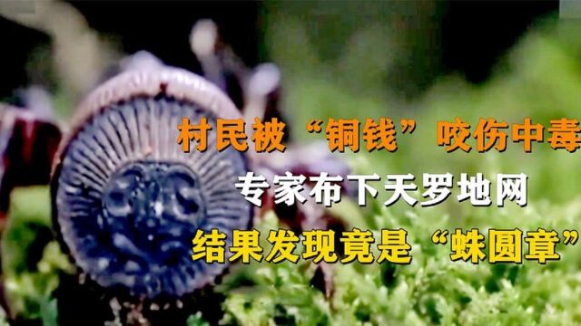 村民干活被“铜钱”咬伤中毒,专家前来调查,结果发现竟是蛛圆章