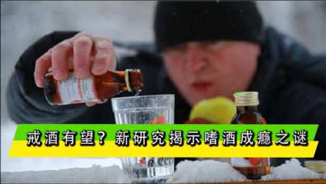 戒酒有望?新研究揭示嗜酒成瘾之谜,老酒鬼看了喜大普奔!