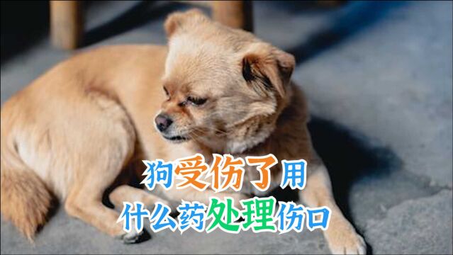 狗受伤了用什么药处理伤口