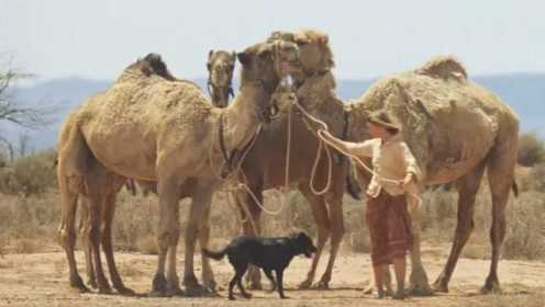 女人带着四头骆驼一条狗，横穿澳洲沙漠，冒险片《沙漠驼影》