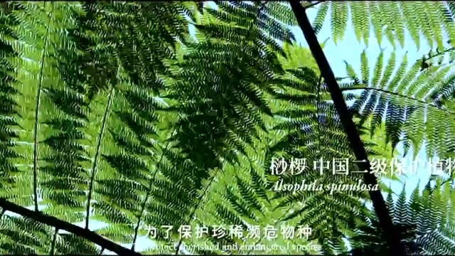 COP15云南宣传片发布!《云南密码》为您解密云南