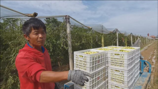 山西冬枣成熟季节逢40天降雨,价格从10元降到2元,看农民是赔还是挣