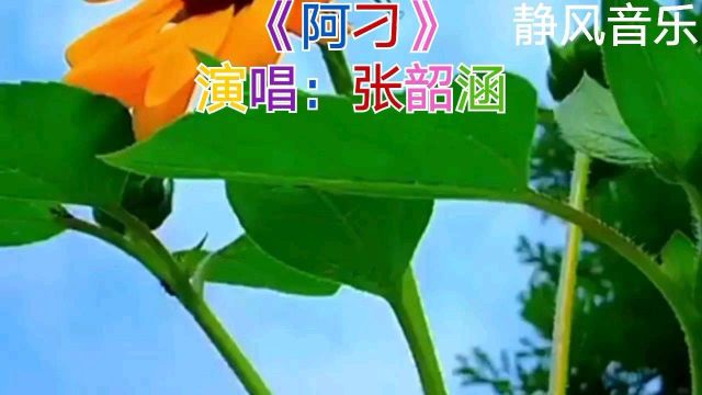 歌曲《阿刁》演唱:张韶涵