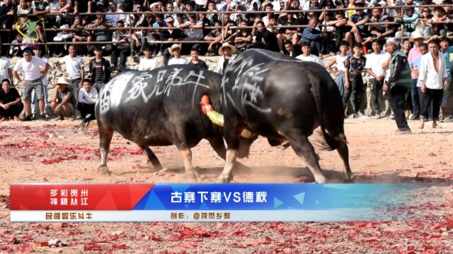 贵州从江,千七牛塘民间娱乐斗牛,古寨下寨VS得秋.