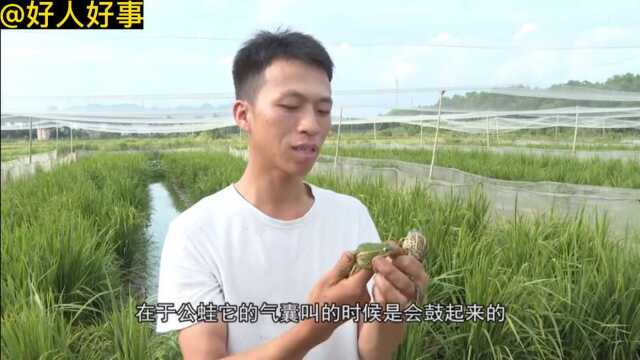 好人好事|黄威:返乡创业“90后”让稻花香里蛙声鸣(下)