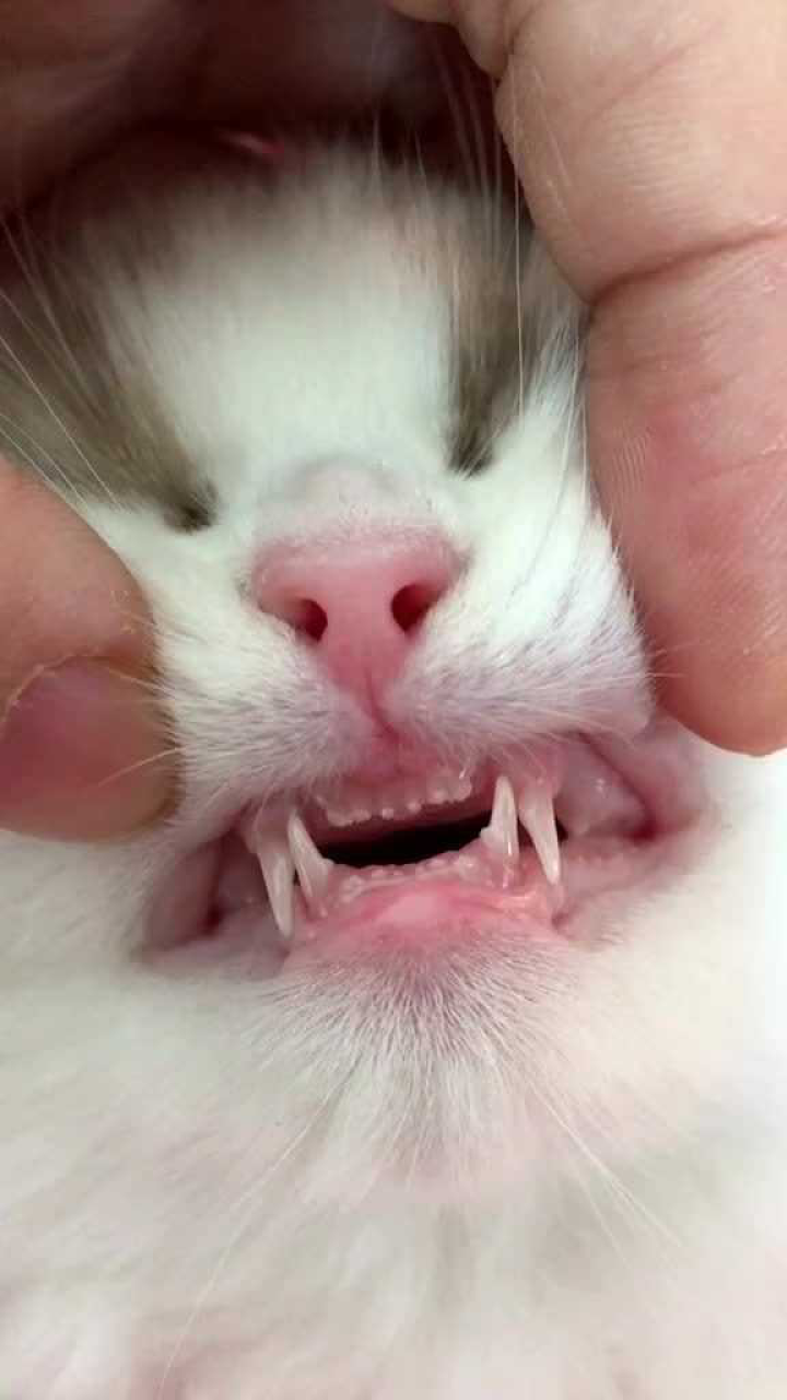 你见过豁牙子的小猫咪吗？真是太可爱了吧_高清
