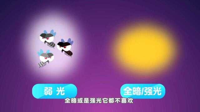 【动物世界】蚊子喜欢叮咬哪类人?这个视频告诉你答案