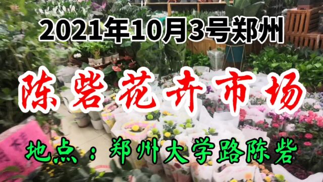 河南省郑州市大学路,陈砦花卉市场,花色繁多空气清新(3)