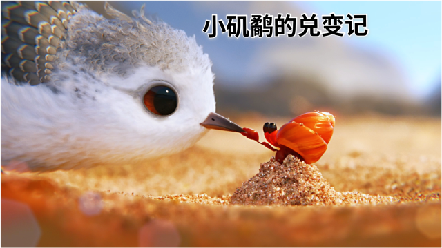 小矶鹬的兑变,奥斯卡最佳动画短片《鹬》