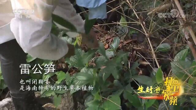 雷公笋是海南特有的野生草本植物,当地人不吃叶只吃杆