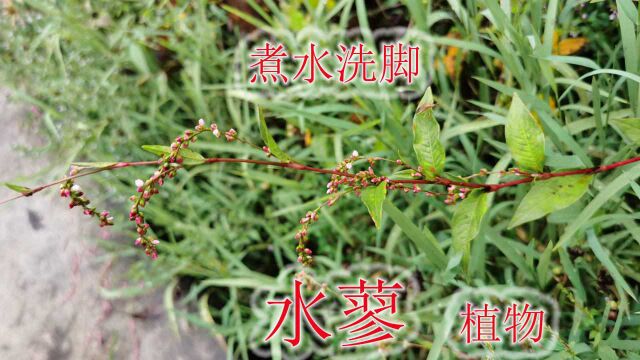 唐本草记载蛇药“水蓼”植物,天然的调味剂、酒曲,还能煮水洗脚