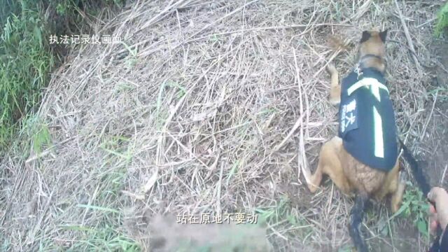 搜爆犬入职15天扫出4雷