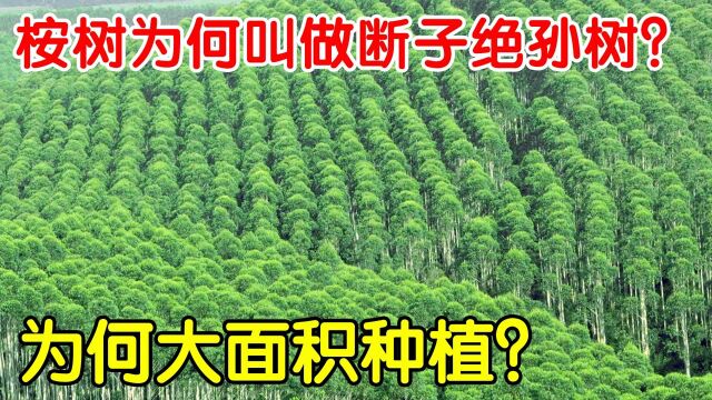 桉树被誉为“断子绝孙树”,为何广西人,一边骂一边大面积种植?