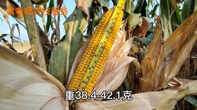 亩产超2500斤,单穗能出7两籽,这个大穗玉米品种适合哪里种植