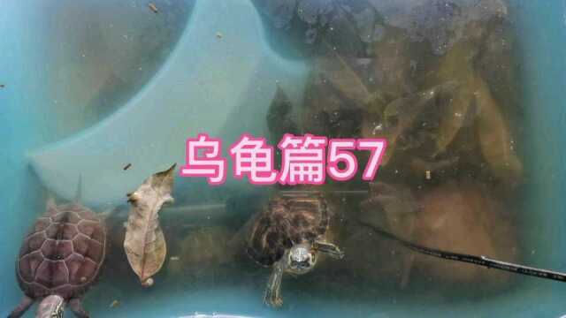 日常生活94乌龟篇57