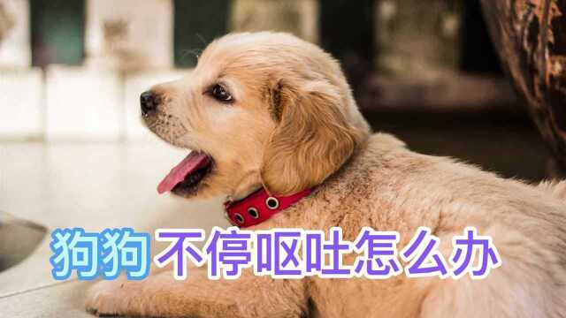 狗狗不停呕吐怎么办