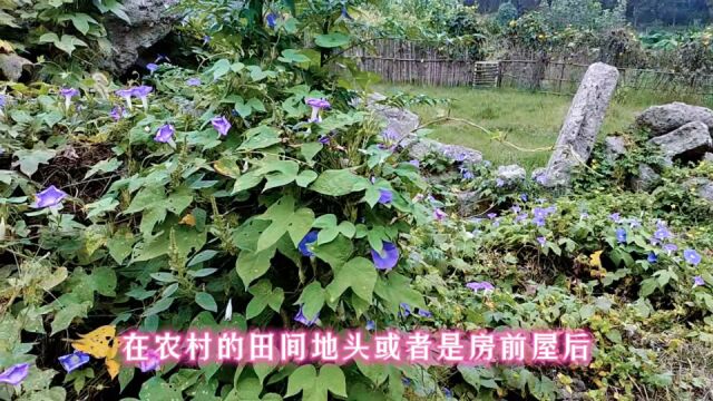 农村不起眼的牵牛花,竟是珍贵药材?它究竟有什么作用?