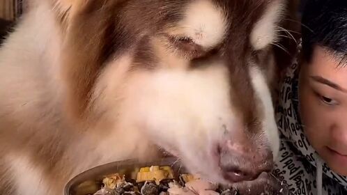 阿拉斯加犬太能吃了,每天都要吃这么一大盆饭,一般人真的养不起