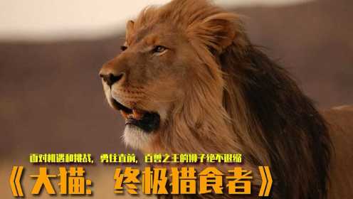 纪录片《大猫：终极猎食者》面对机遇和挑战，勇往直前，百兽之王的狮子绝不退缩