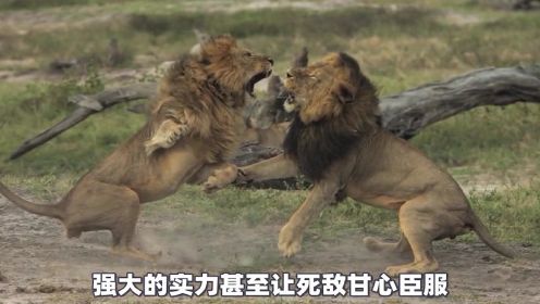 纪录片：狮王塞西尔，从出生就展现出了王者的气质，从而成了老狮王眼中的威胁