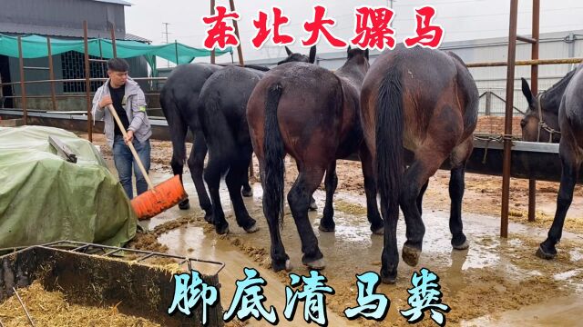 东北大骡马个个千斤重,雨天小伙扫马身清马粪,屁股后面随时危险