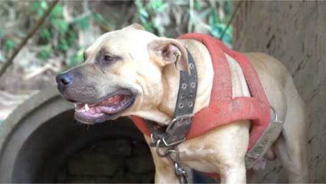 陈半仙到老表狗场去玩,这么多比特犬凶猛无比,全身肌肉对人友善