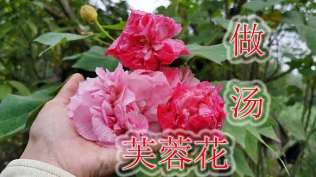 农村 植物 花 木芙蓉 科普 一场秋雨一场寒,木芙蓉花开霜降时,采摘做汤您吃过吗?