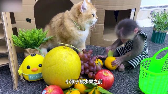 小猴子太聪明了,不仅会逛超市,还会和老板讨价还价