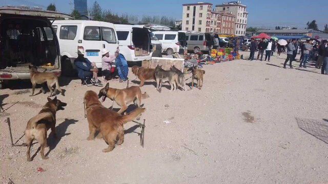 在狗市里面有很多人在出售成年犬,其实卖成年犬的商贩还比较多!