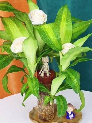 巴西木开花就能遇见此生最爱之人