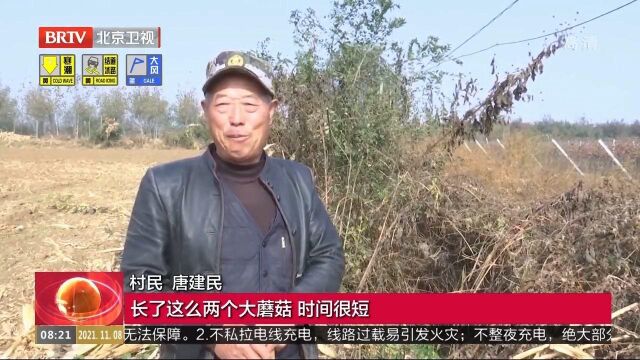 山东青岛:村民发现17斤重野生巨型大蘑菇