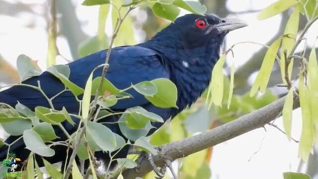 要說哪種鳥叫聲最擾民我想說是噪鵑鳥,大家有意見嗎