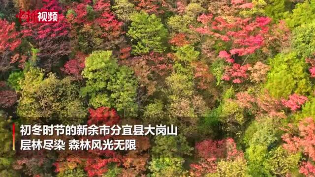 航拍江西分宜大岗山森林风光:层林尽染美不胜收