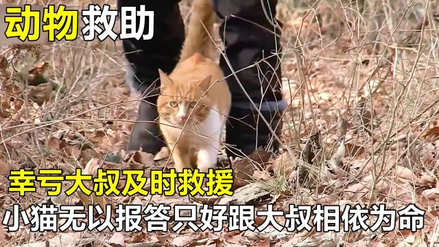 流浪小猫被狗狗追,幸亏大叔及时救援,小猫无以报答只好跟大叔相依为命