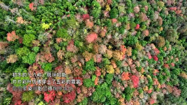 广东的秋色“藏”在这里,始兴车八岭最新美图来了