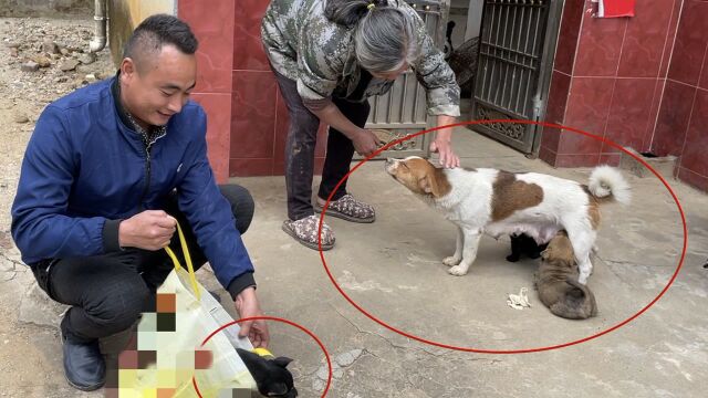 小伙去大娘家买看家犬,这是什么品种狗狗,大家看这价格值不值