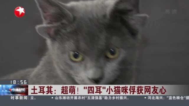 土耳其:超萌!“四耳”小猫咪俘获网友心