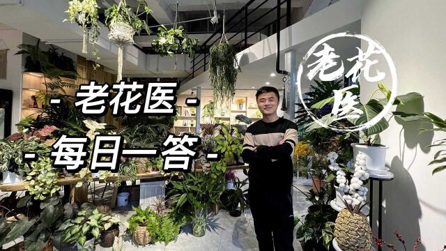 栀子花叶片干枯掉落?海棠叶片焦边黄叶是什么原因?每日一答.