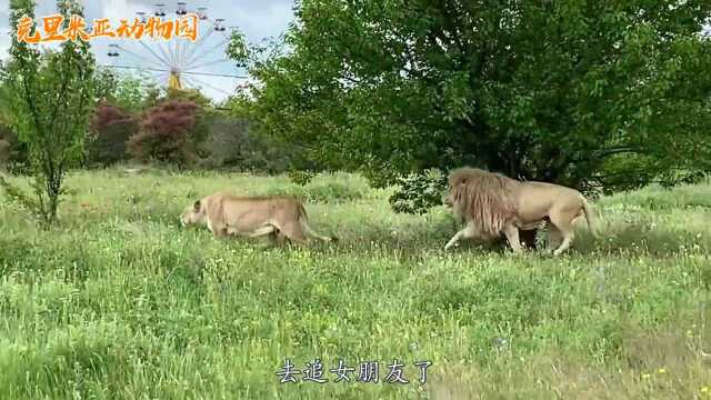 一见面就互相舔屁股,狮子之间“打招呼”的方式太独特了