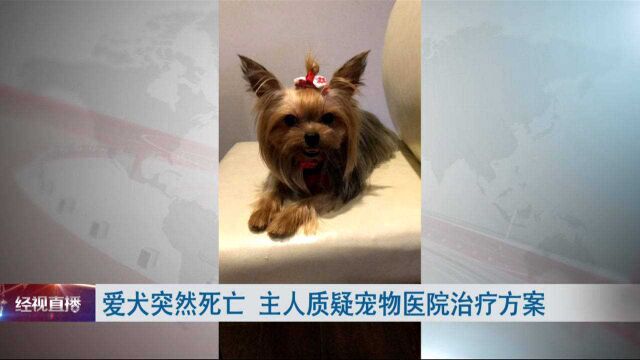 爱犬突然死亡 主人质疑宠物医院治疗方案