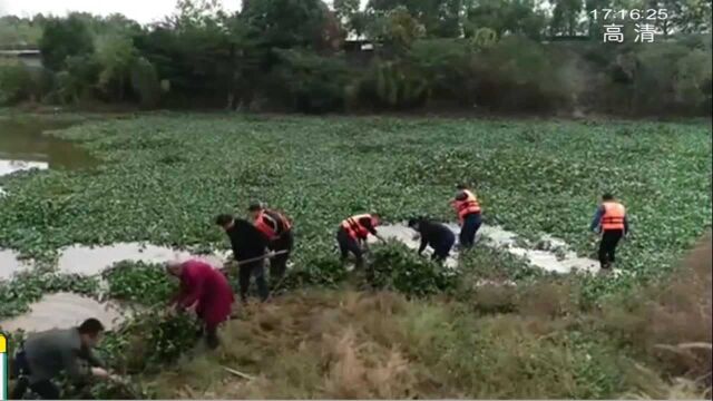 外来入侵植物水葫芦暴发!河面一片绿 原来藏这么多危机!