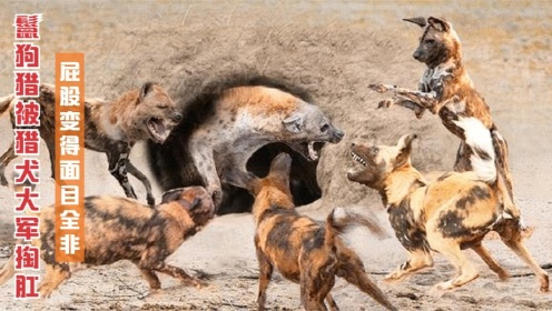 纪录片：鬣狗遭20只猎犬掏肛，不到一分钟，变得“面目全非”！