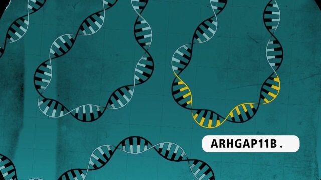 细胞生物学家探寻人类大脑增大之谜!11B基因是解密的关键吗?