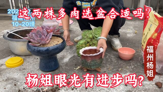 这两株多肉选盆合适吗?杨姐选盆眼光有进步吗?大家来看看!