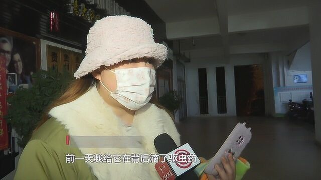 太夸张!宠物治疗费用高达7000元 主人质疑医院“过度检查”